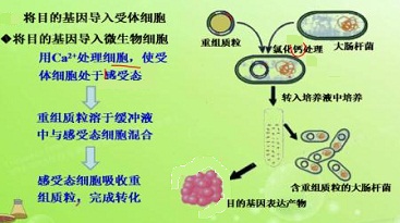 感受态细胞转化图